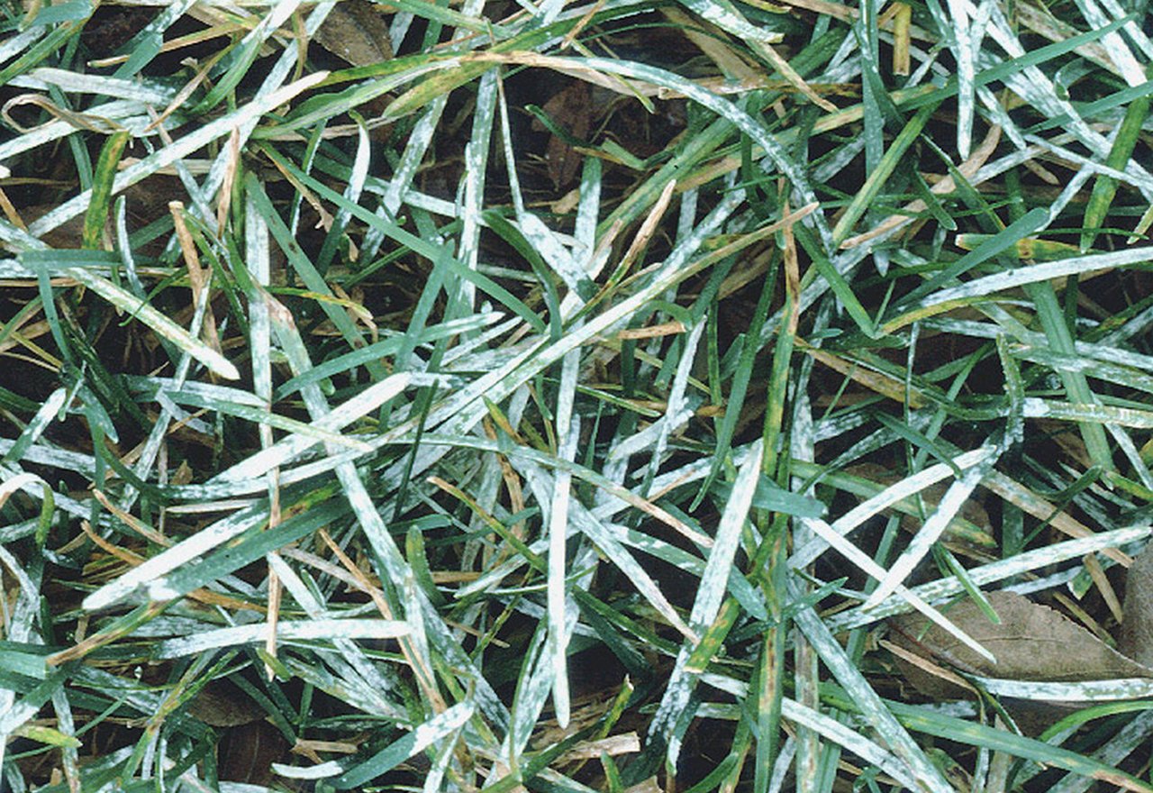 Powdery Mildew Organic Lawn Disease Control